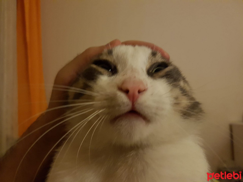 Tekir Kedi, Kedi  Mercan fotoğrafı