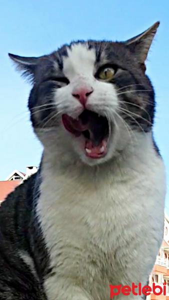 Tekir Kedi, Kedi  Mercan fotoğrafı