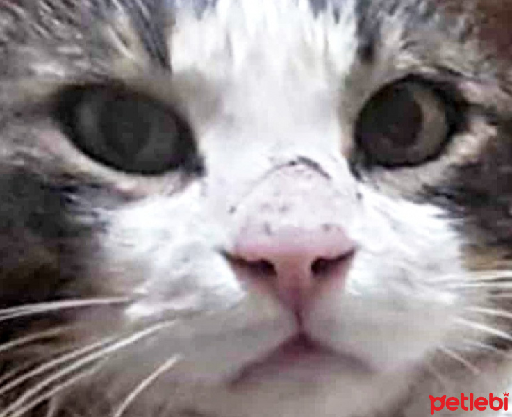 Tekir Kedi, Kedi  Mercan fotoğrafı