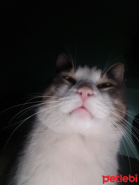 Tekir Kedi, Kedi  Mercan fotoğrafı