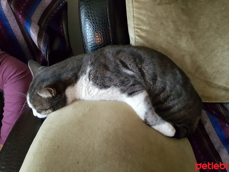 Tekir Kedi, Kedi  Mercan fotoğrafı