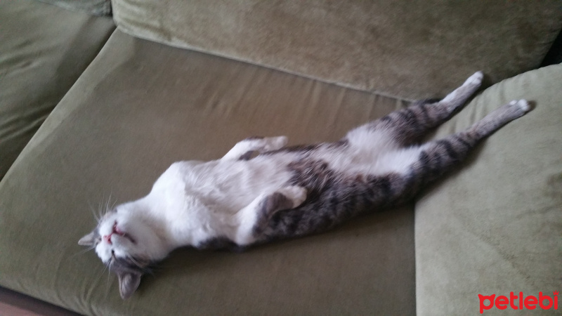 Tekir Kedi, Kedi  Mercan fotoğrafı