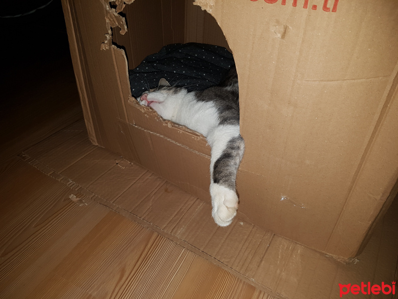 Tekir Kedi, Kedi  Mercan fotoğrafı