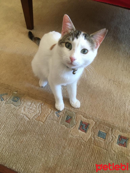 Tekir Kedi, Kedi  Lucy fotoğrafı