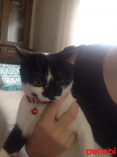 Tekir Kedi, Kedi  fırfır fotoğrafı
