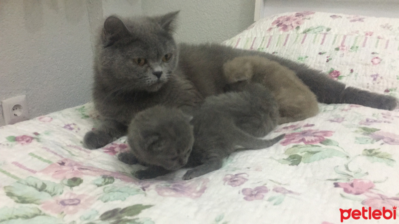 British Shorthair, Kedi  Mişa fotoğrafı