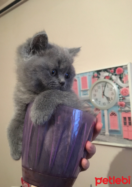 British Shorthair, Kedi  Mişa fotoğrafı