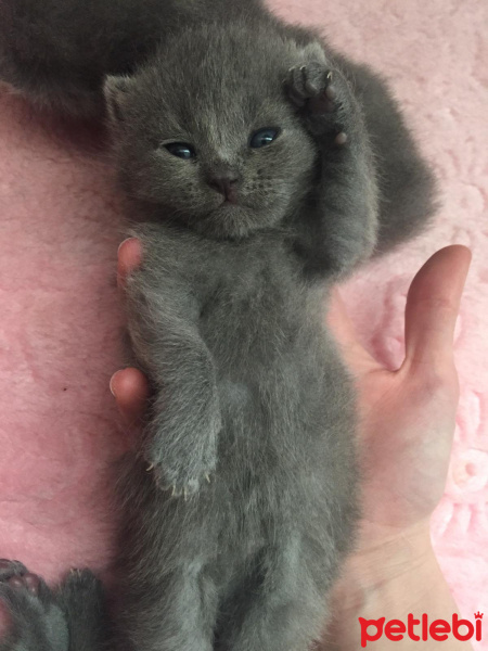 British Shorthair, Kedi  Mişa fotoğrafı