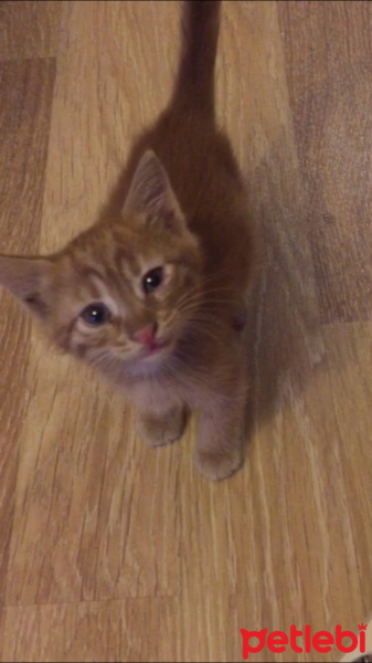Sarman, Kedi  Karamel fotoğrafı