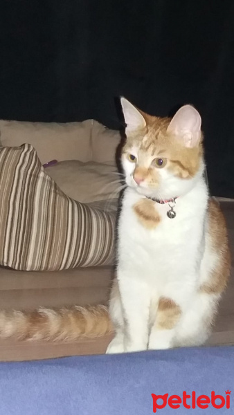 Sarman, Kedi  Nola fotoğrafı