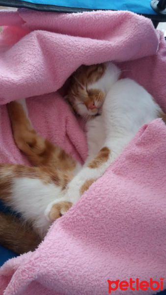 Sarman, Kedi  Nola fotoğrafı