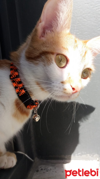 Sarman, Kedi  Nola fotoğrafı