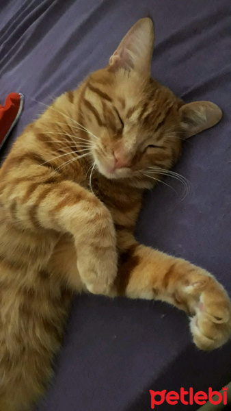 Sarman, Kedi  bal fotoğrafı