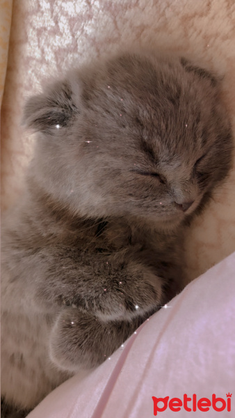 Scottish Fold, Kedi  Hugo fotoğrafı