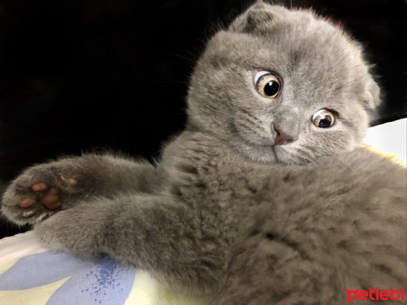 Scottish Fold, Kedi  Hugo fotoğrafı