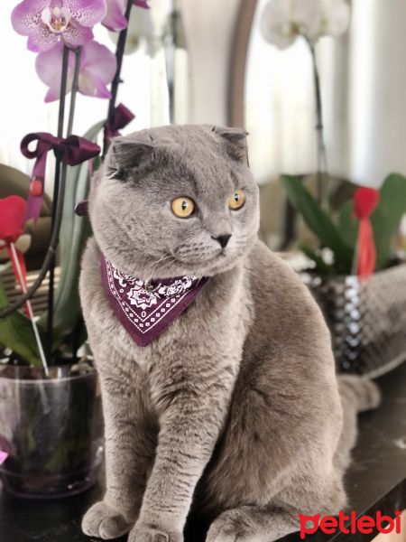 Scottish Fold, Kedi  Hugo fotoğrafı