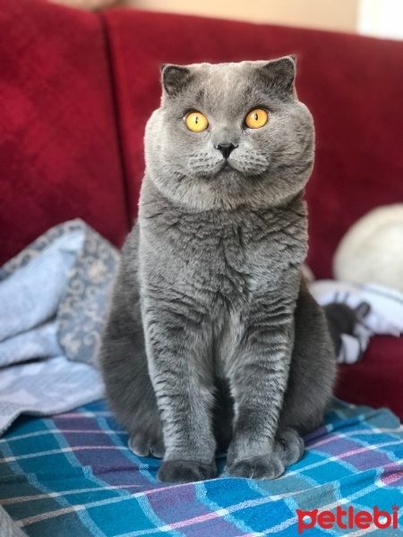 Scottish Fold, Kedi  Hugo fotoğrafı