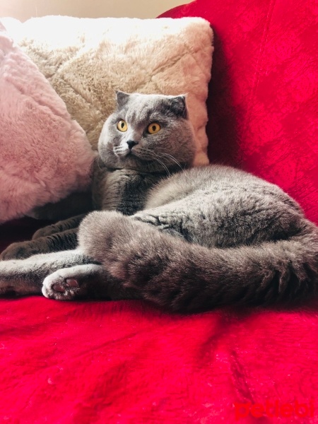 Scottish Fold, Kedi  Hugo fotoğrafı