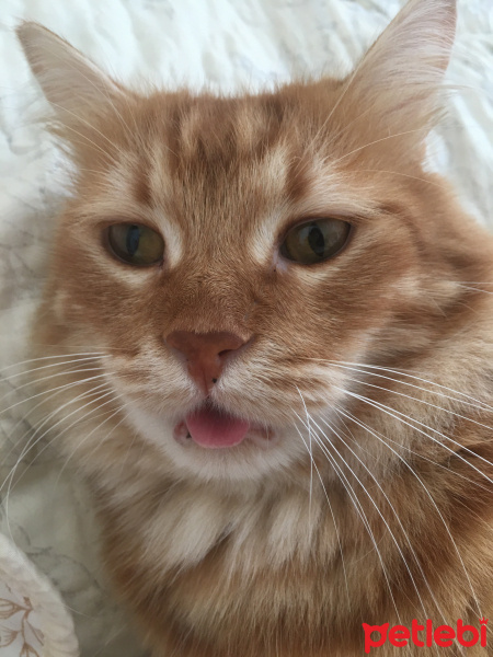 Sarman, Kedi  Eşek fotoğrafı