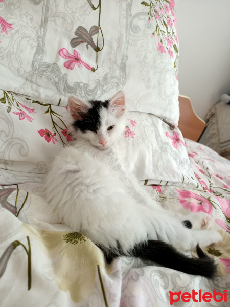 Ankara Kedisi, Kedi  MİA fotoğrafı