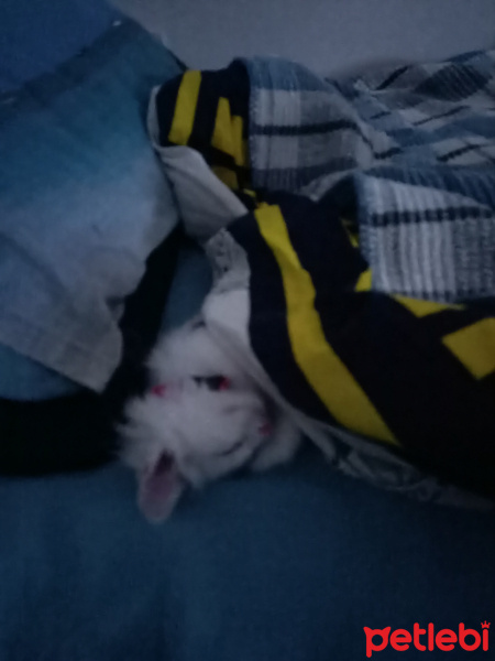 Ankara Kedisi, Kedi  MİA fotoğrafı