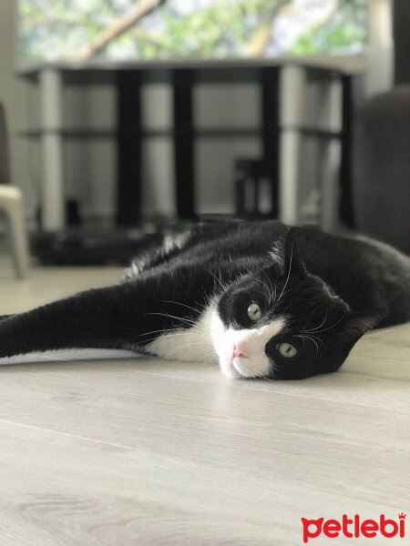 Tekir Kedi, Kedi  Efe fotoğrafı