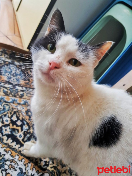 Tuxedo (Smokin) Kedi, Kedi  Mırmır fotoğrafı