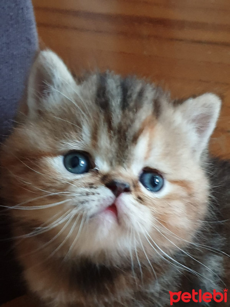 British Shorthair, Kedi  Lyra fotoğrafı