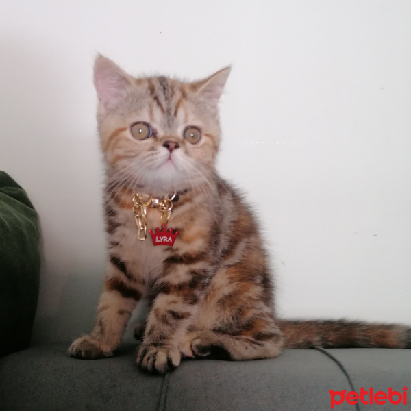 British Shorthair, Kedi  Lyra fotoğrafı