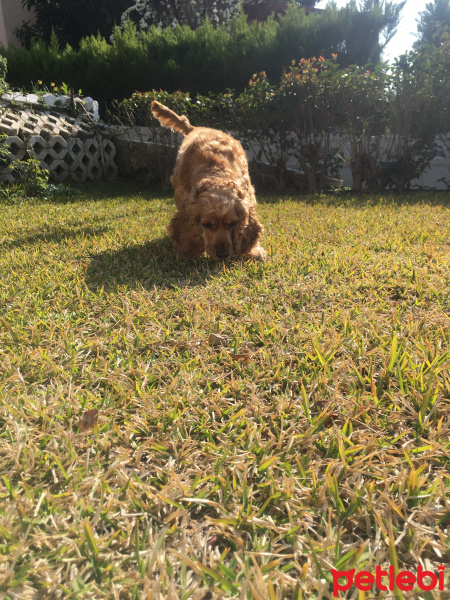 İngiliz Cocker Spaniel, Köpek  Ceviz fotoğrafı