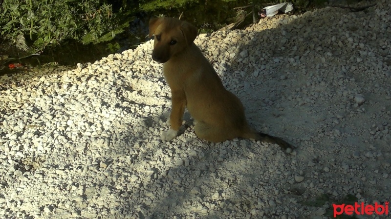 Kangal, Köpek  fıstık ve lady fotoğrafı