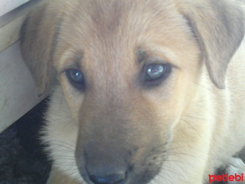 Kangal, Köpek  fıstık ve lady fotoğrafı