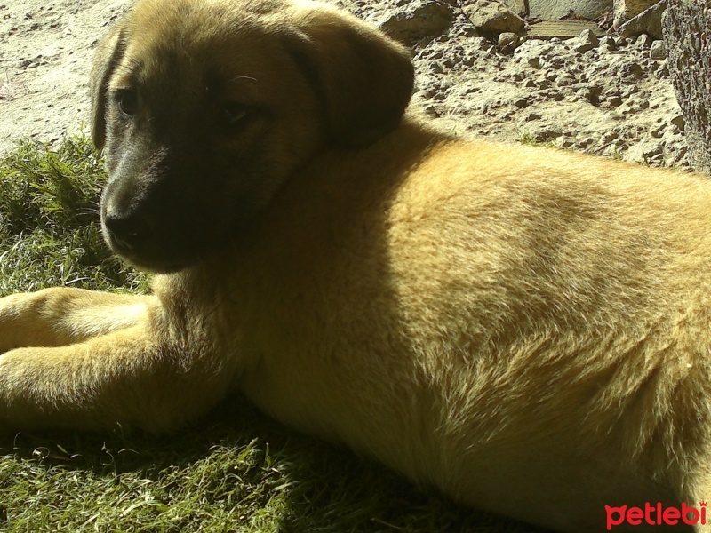Kangal, Köpek  fıstık ve lady fotoğrafı