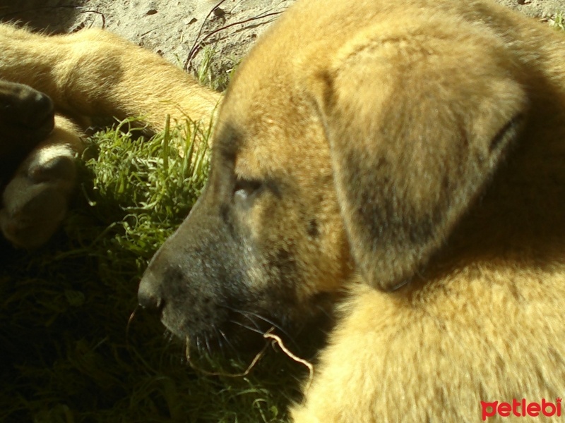 Kangal, Köpek  fıstık ve lady fotoğrafı