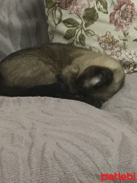 Siyam Kedisi, Kedi  Messi fotoğrafı