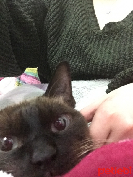 Siyam Kedisi, Kedi  Messi fotoğrafı