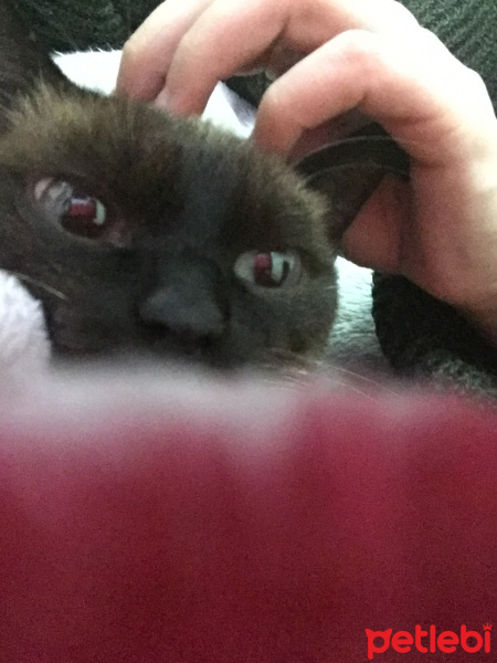 Siyam Kedisi, Kedi  Messi fotoğrafı