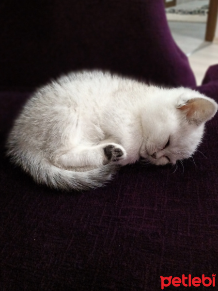 British Shorthair, Kedi  Sütlaç fotoğrafı