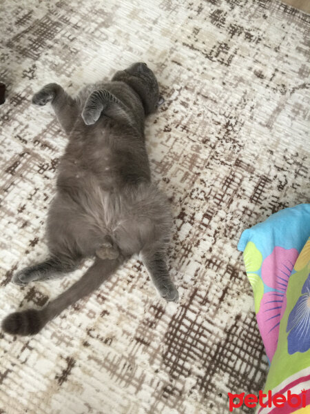 Scottish Fold, Kedi  Duman fotoğrafı