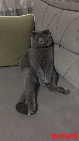 Scottish Fold, Kedi  Duman fotoğrafı