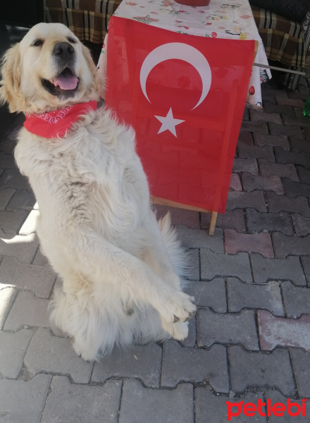 Golden Retriever, Köpek  Asil fotoğrafı
