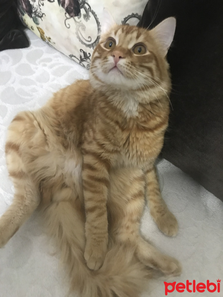 Sarman, Kedi  Buffy fotoğrafı