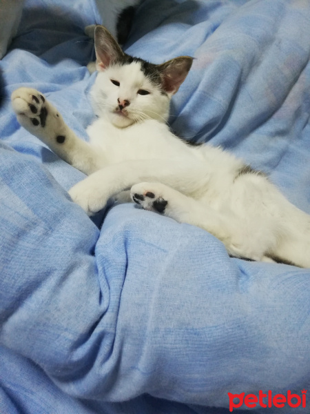 Tekir Kedi, Kedi  Şila fotoğrafı