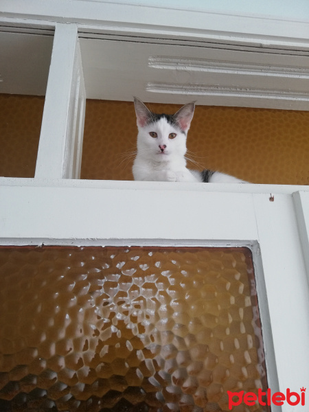 Tekir Kedi, Kedi  Şila fotoğrafı
