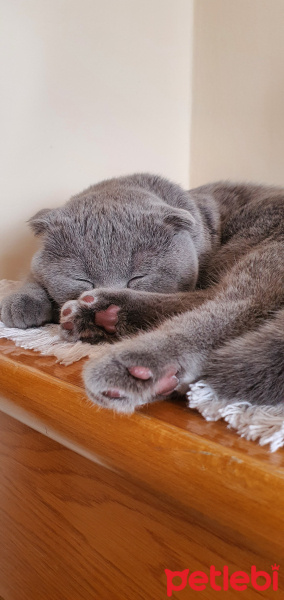 Scottish Fold, Kedi  Siri fotoğrafı
