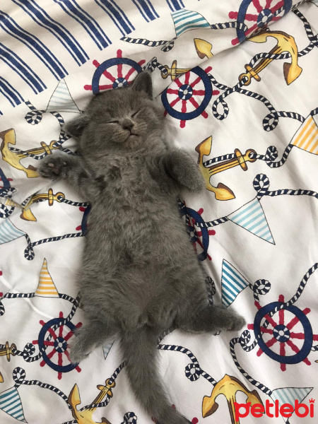 British Shorthair, Kedi  Hera fotoğrafı