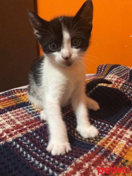 Tuxedo (Smokin) Kedi, Kedi  Muhtar fotoğrafı