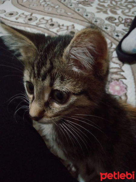 Tekir Kedi, Kedi  Minnoş fotoğrafı