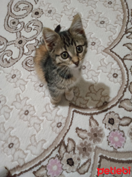Tekir Kedi, Kedi  Minnoş fotoğrafı