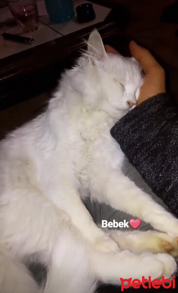 Ankara Kedisi, Kedi  ѕüтℓαç & вєи ★ fotoğrafı